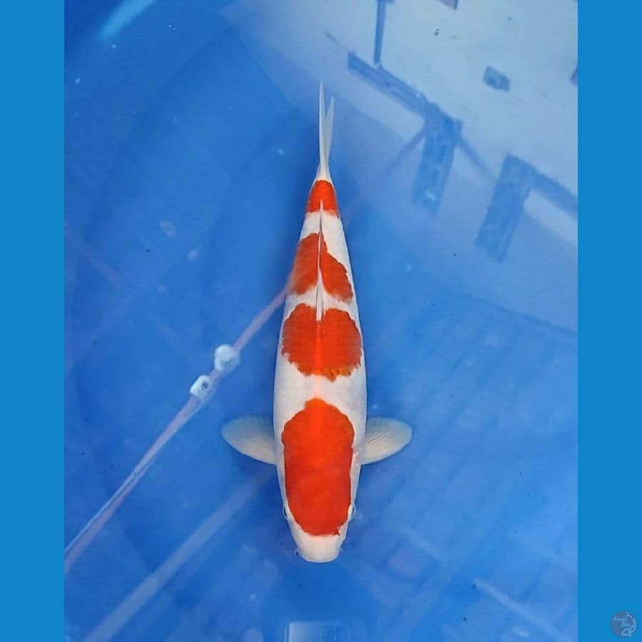 ALQUT - KOHAKU