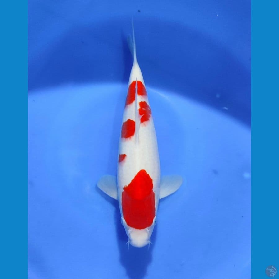 QWN- KOHAKU 31CM MALE