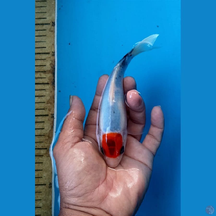 Tc showa 18cm