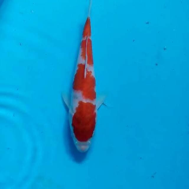 Kohaku