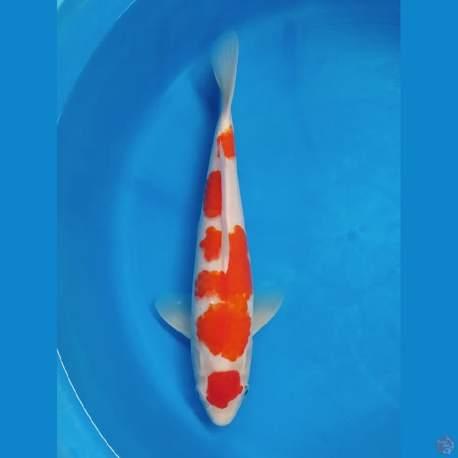 MAPAN - 36 CM KOHAKU FEMALE