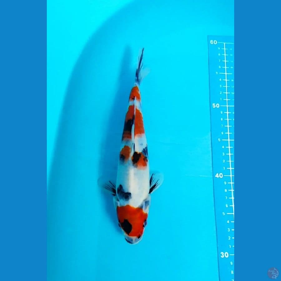 showa 24 cm