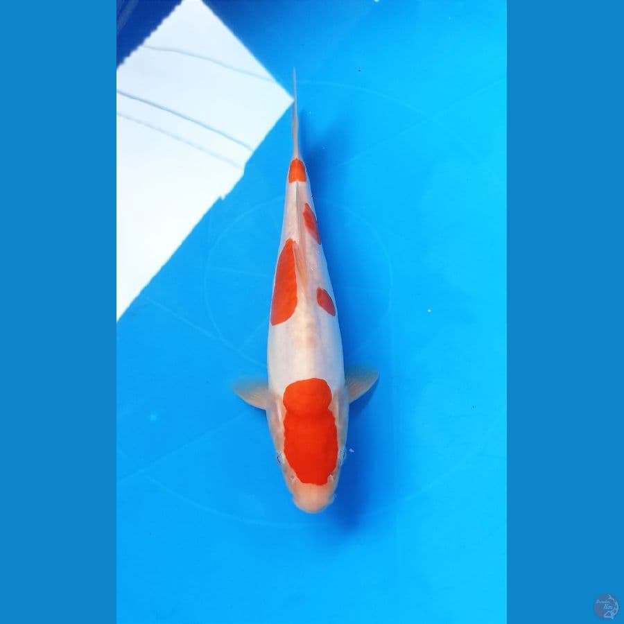 Kohaku doit 25cm