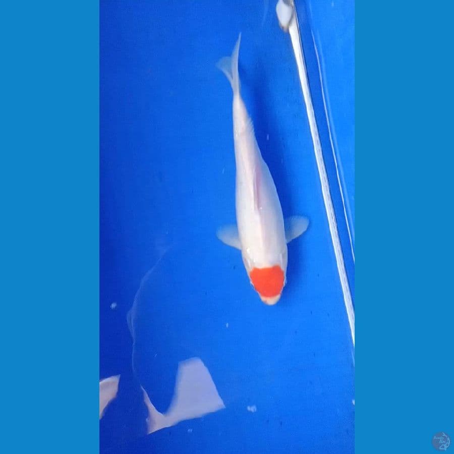 tancho kohaku 30cm cater