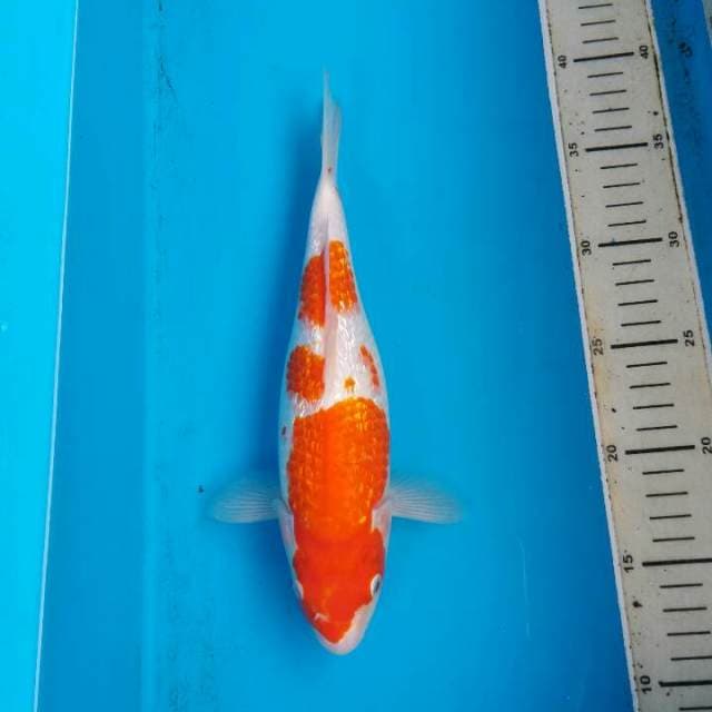 Kohaku ginrin