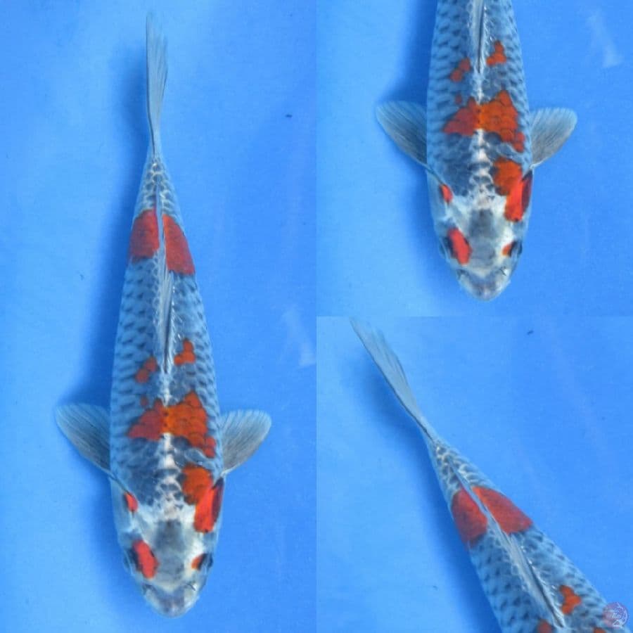 27cm , Kuro Goshiki