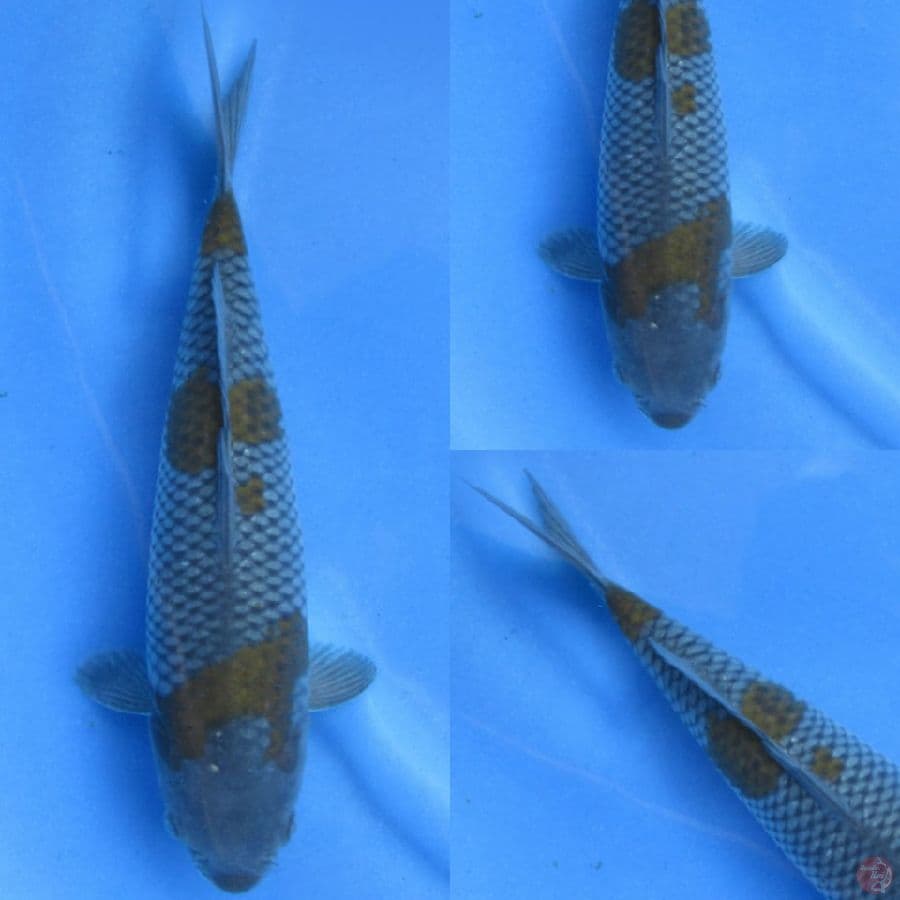 31cm , Ochiba SQ