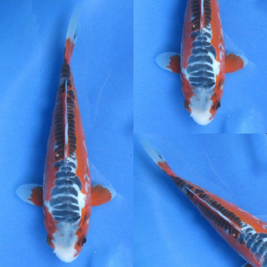 24cm , Shusui