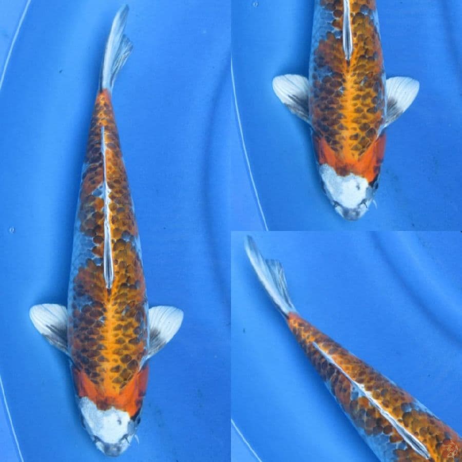 41cm kin showa SQ