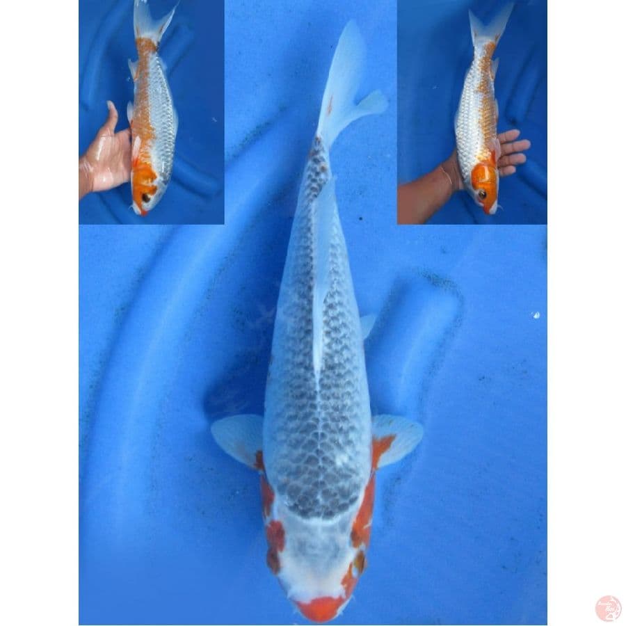 34cm , Asagi