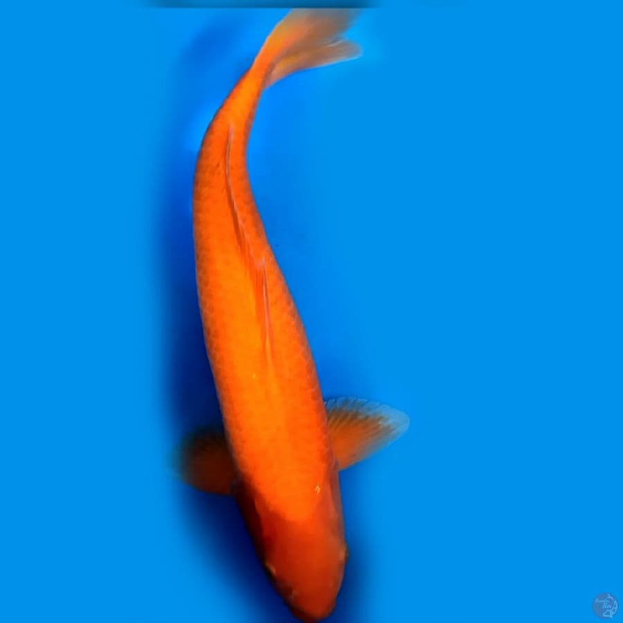 Red karashi Male 50cm