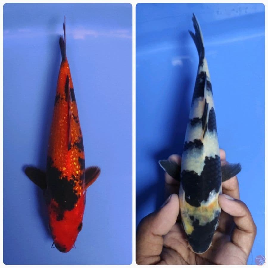 BAHAN FRESS MUDPOND - 18-20CM