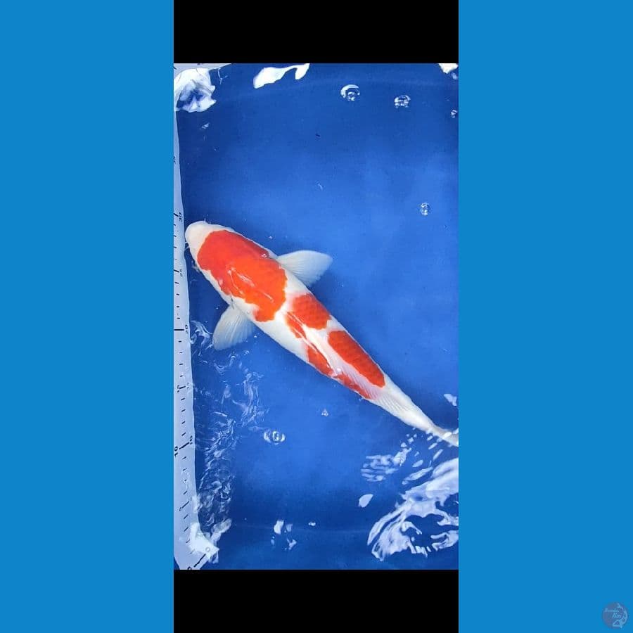 Kohaku 36 cm