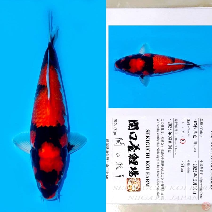 SEKIGUCHI SHOWA SANSHOKU SQ 35CM