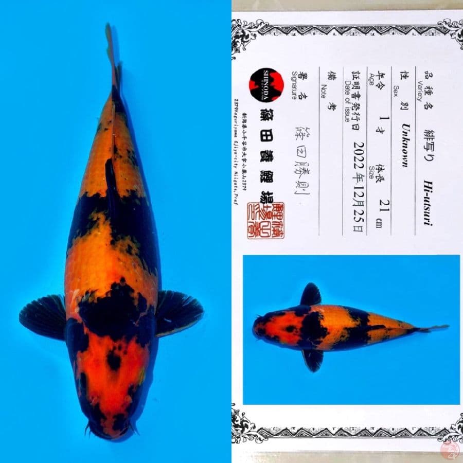 SHINODA HI UTSURI HQ 35CM
