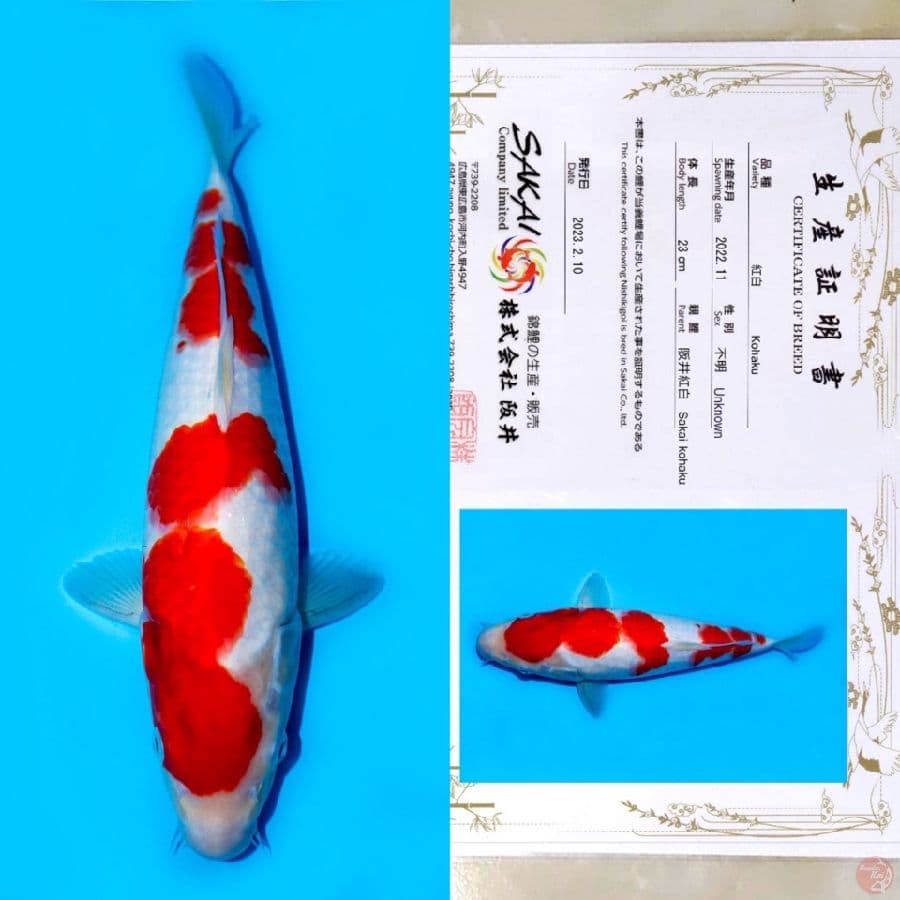 SAKAI SANDAN KOHAKU HQ 35CM