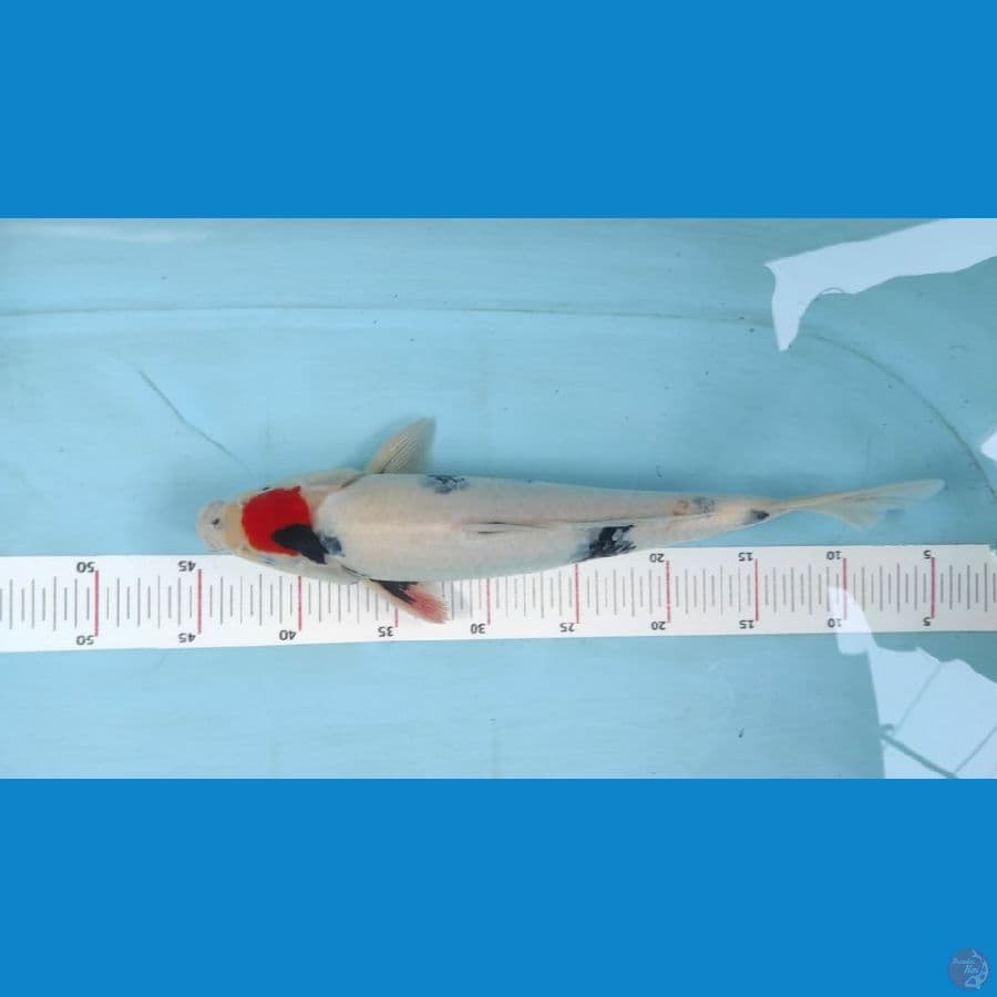 tancho showa ori 35cm