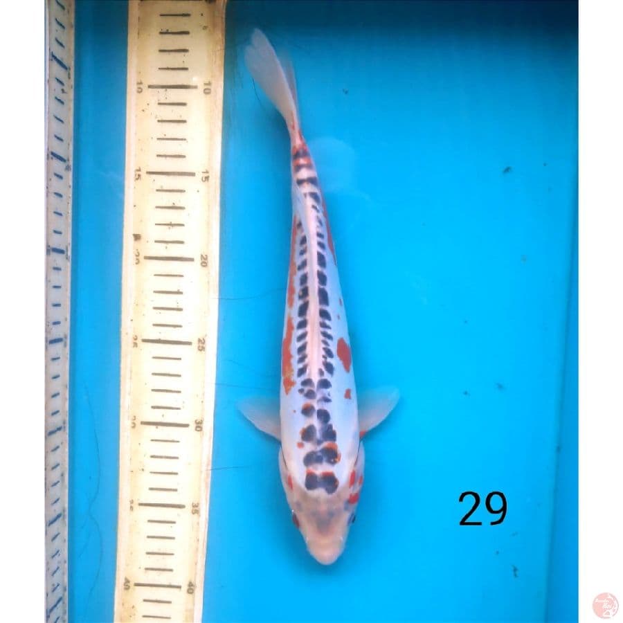 Shusui, 29cm