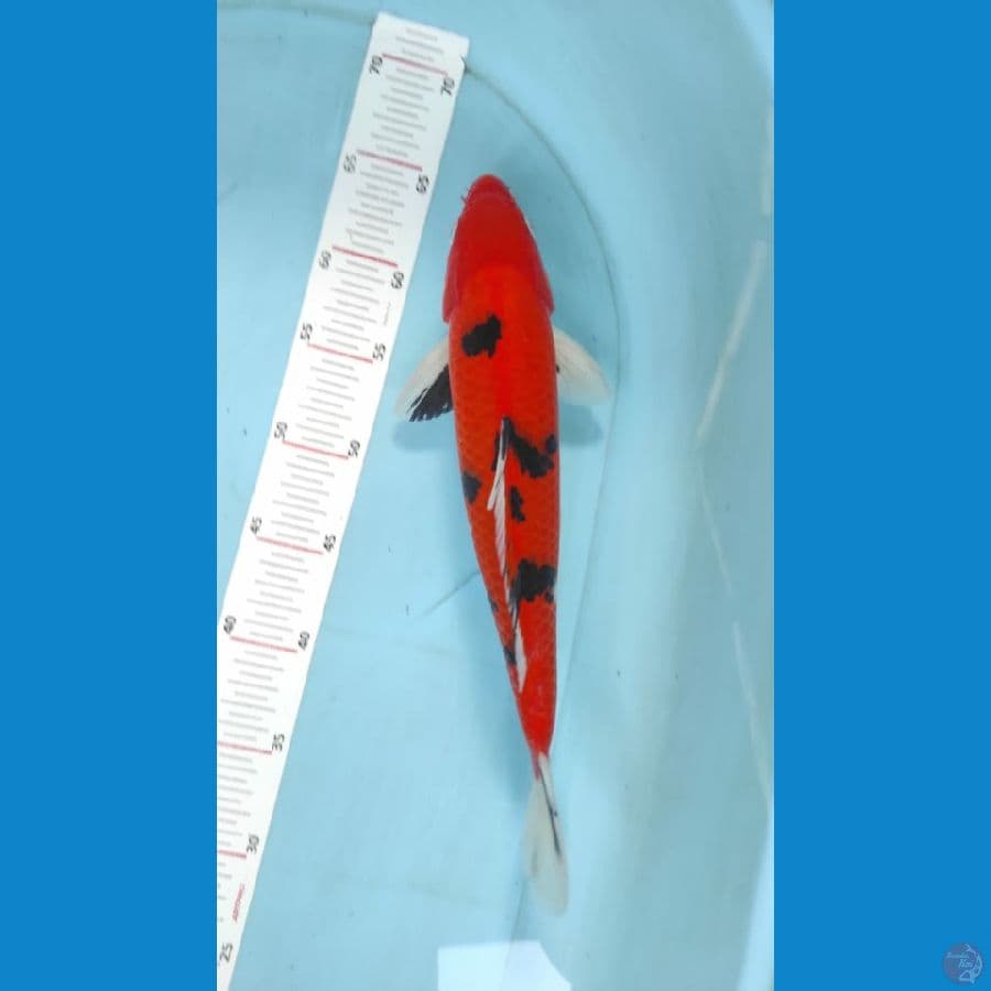 akasanky 34cm