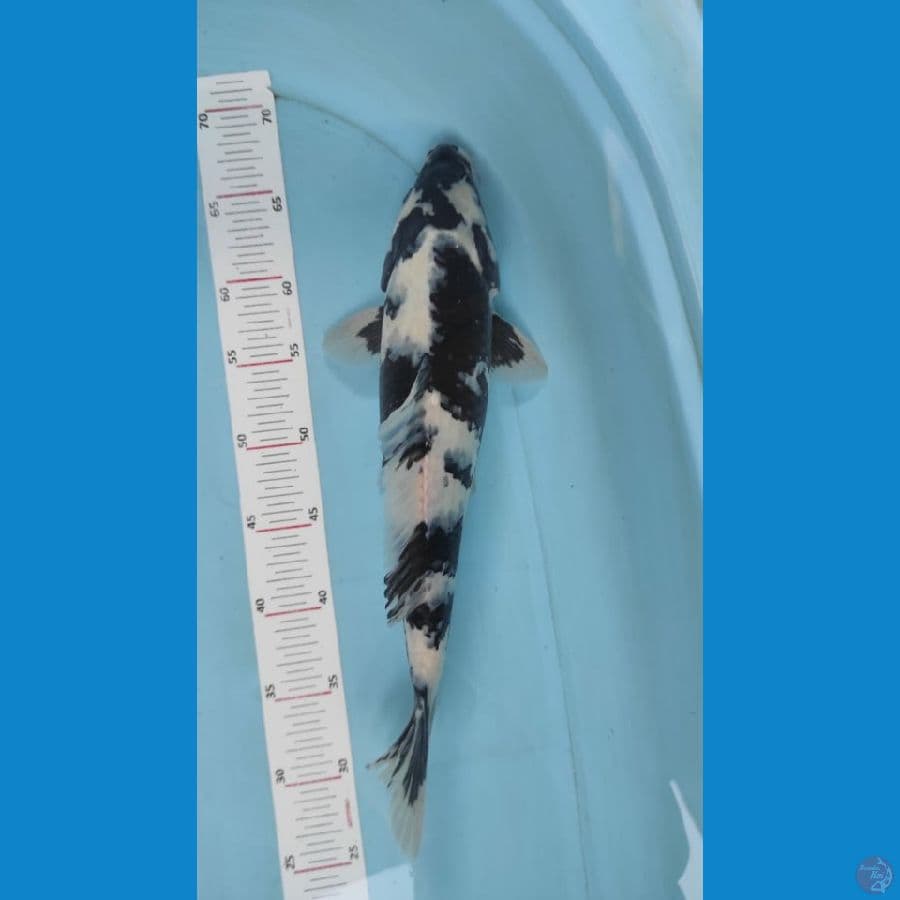 shiro jantan 38cm