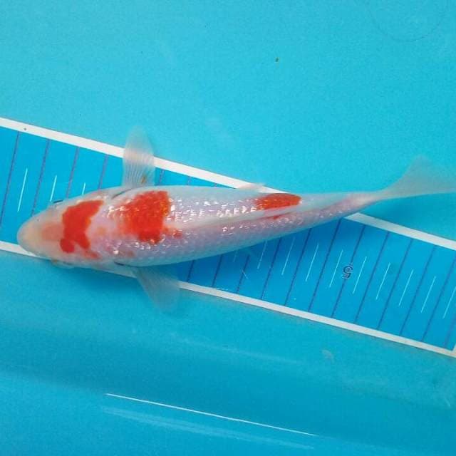 Kohaku ginrin