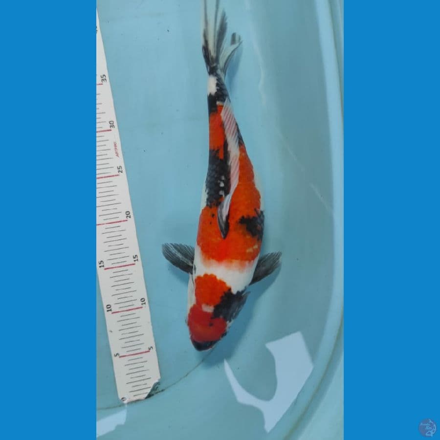 showa 36cm