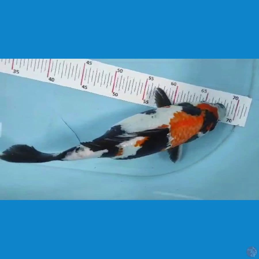 showa 32cm