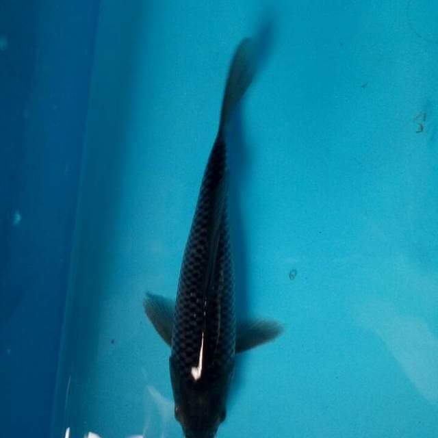 Saragoi