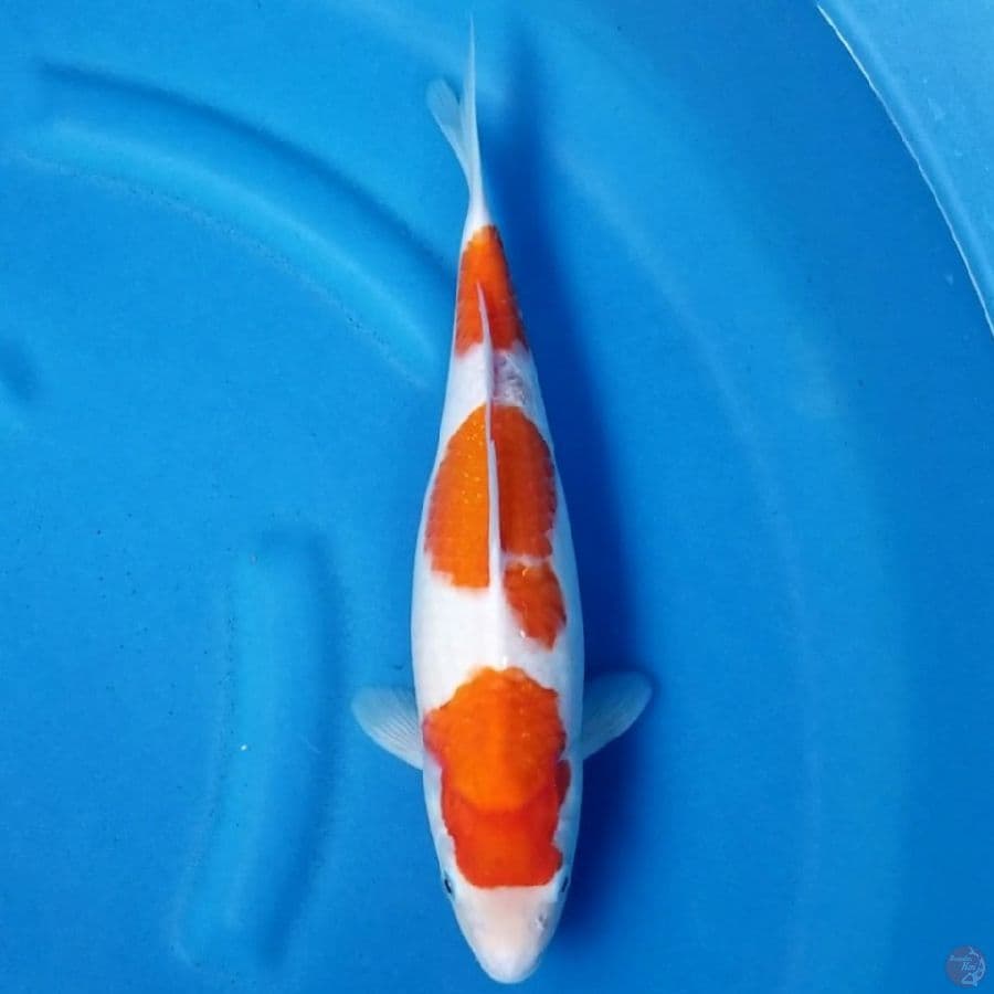 KOHAKU 34 FM