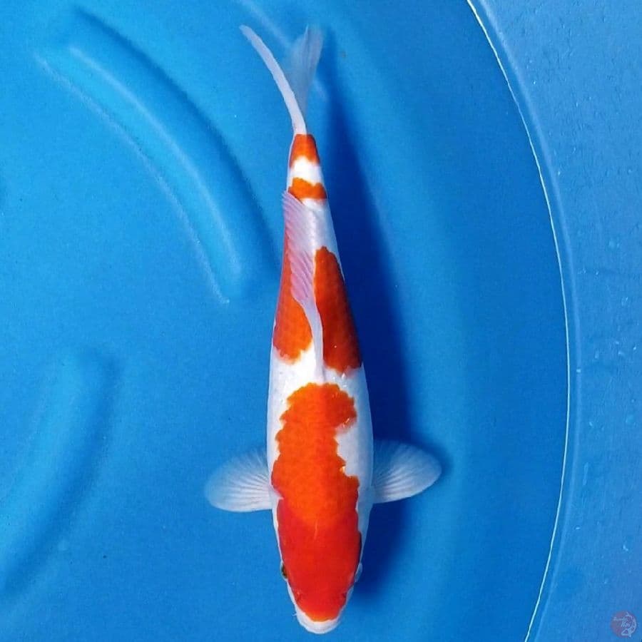 KOHAKU 35 CM MALE