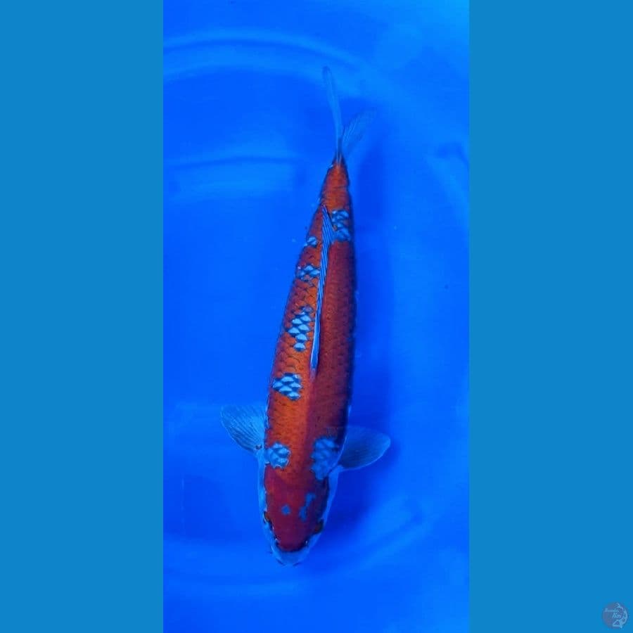 SQ ochiba 50 cm male