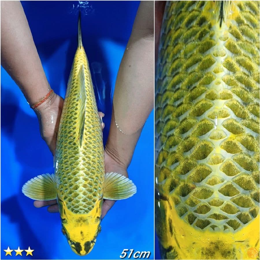 JUMBO MUKASI 51CM Fukurin Rapi .
