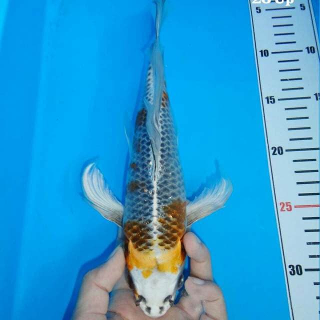 Dragon Slayer Quality Bakat Jumbo