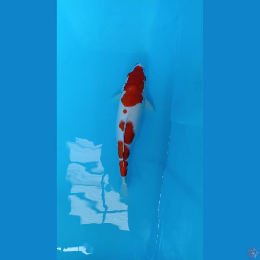 37CM KOHAKU