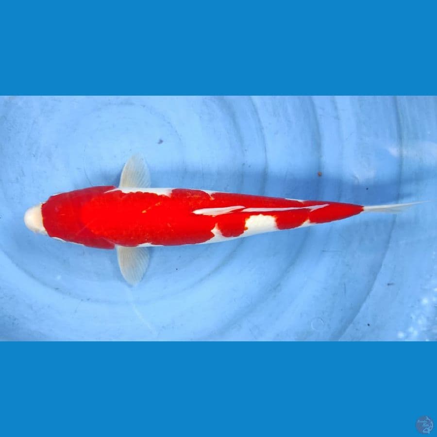 kohaku 42cm