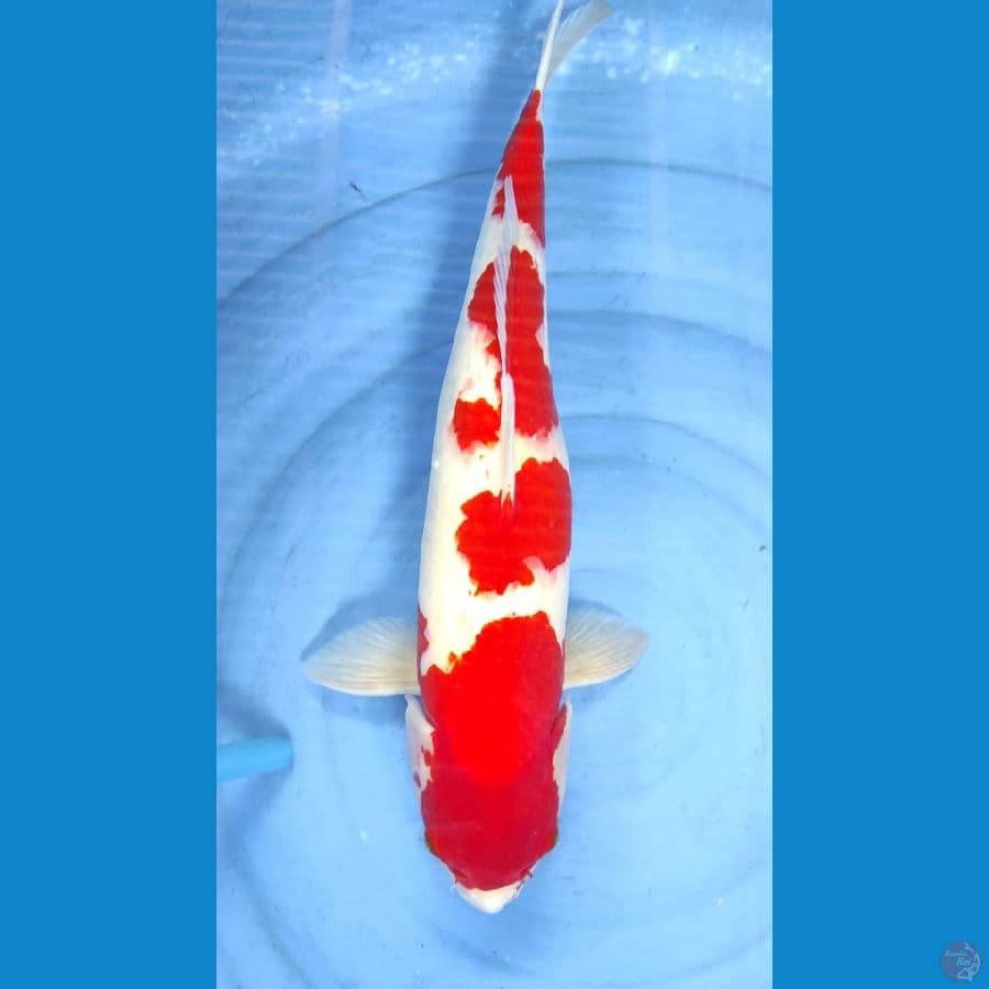 kohaku 55cm