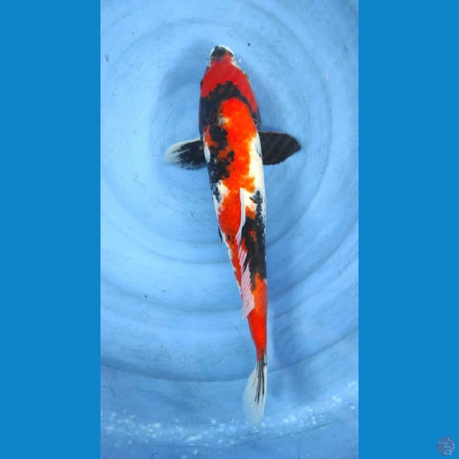 showa 44cm
