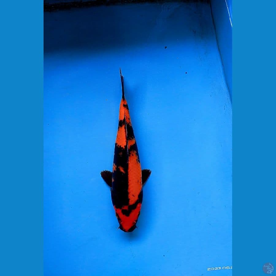 LOKAL KOI SIDOARJO * HI UTSURI 27 CM