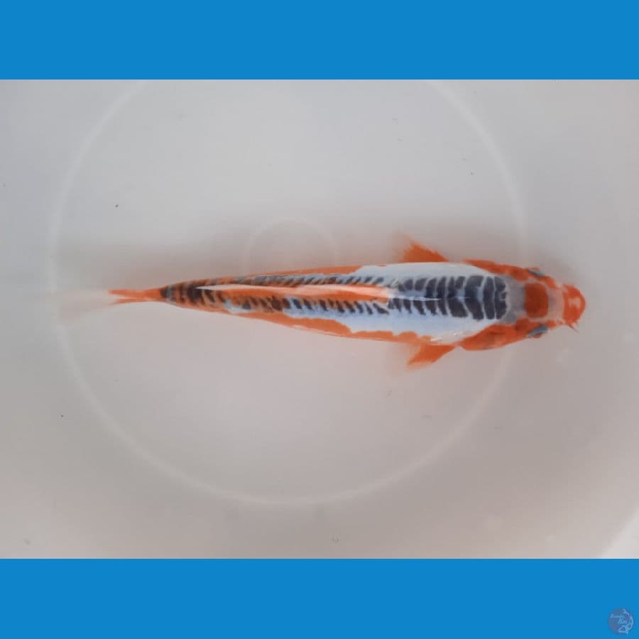 shusui tanco original 21cm