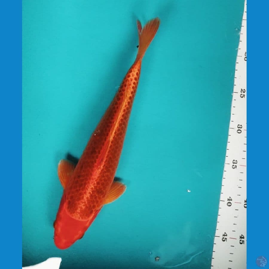 MATSUBA 32CM MALE