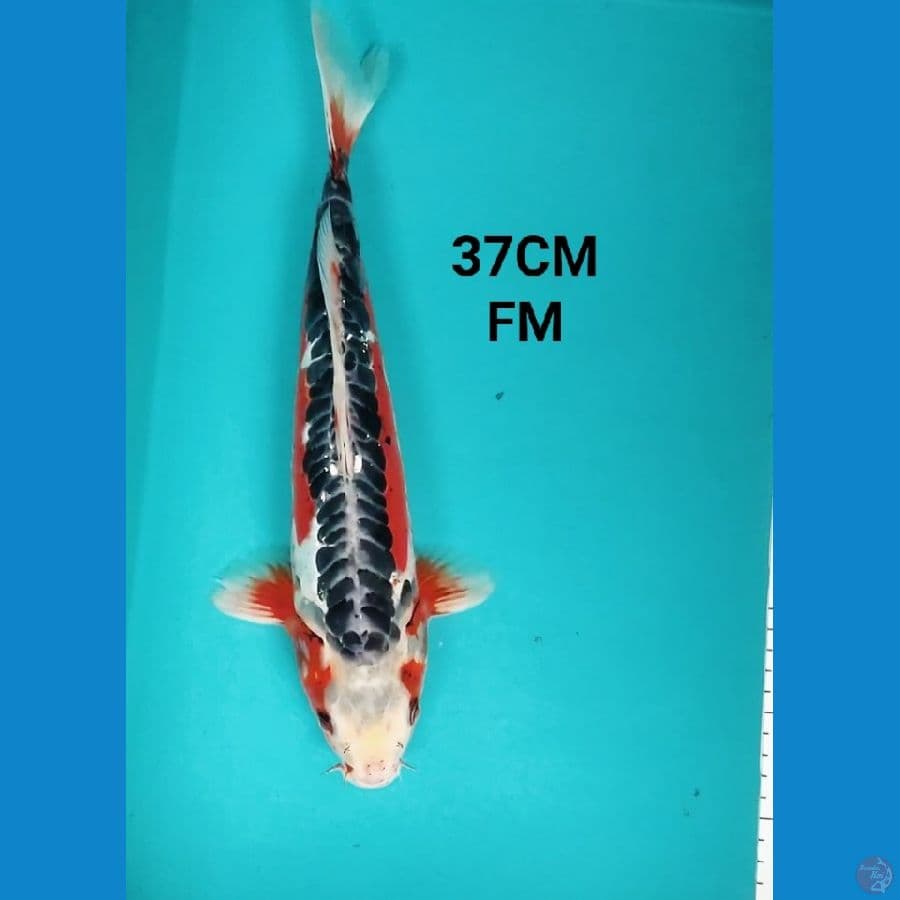 HANA SHUSUI 37CM