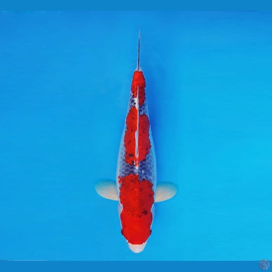 SAITAMA ARENA 8 ~ Goshiki 31 cm/fm ™