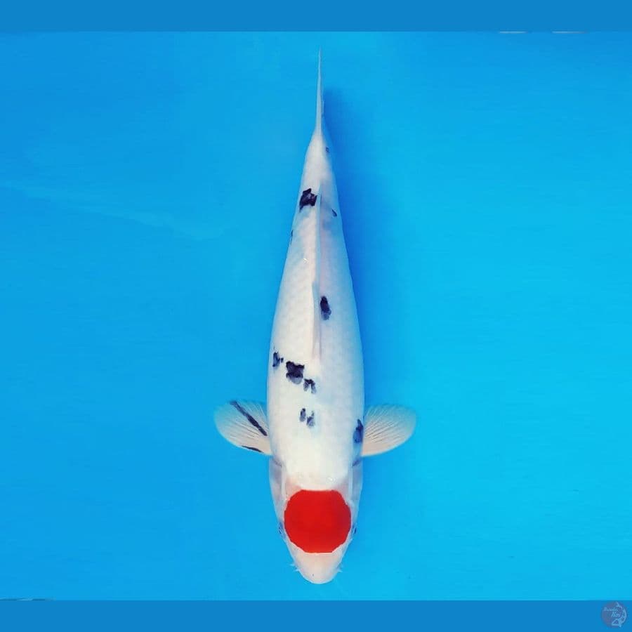 SAITAMA ARENA 14 ~ Tancho Sanke 32 cm/fm ™