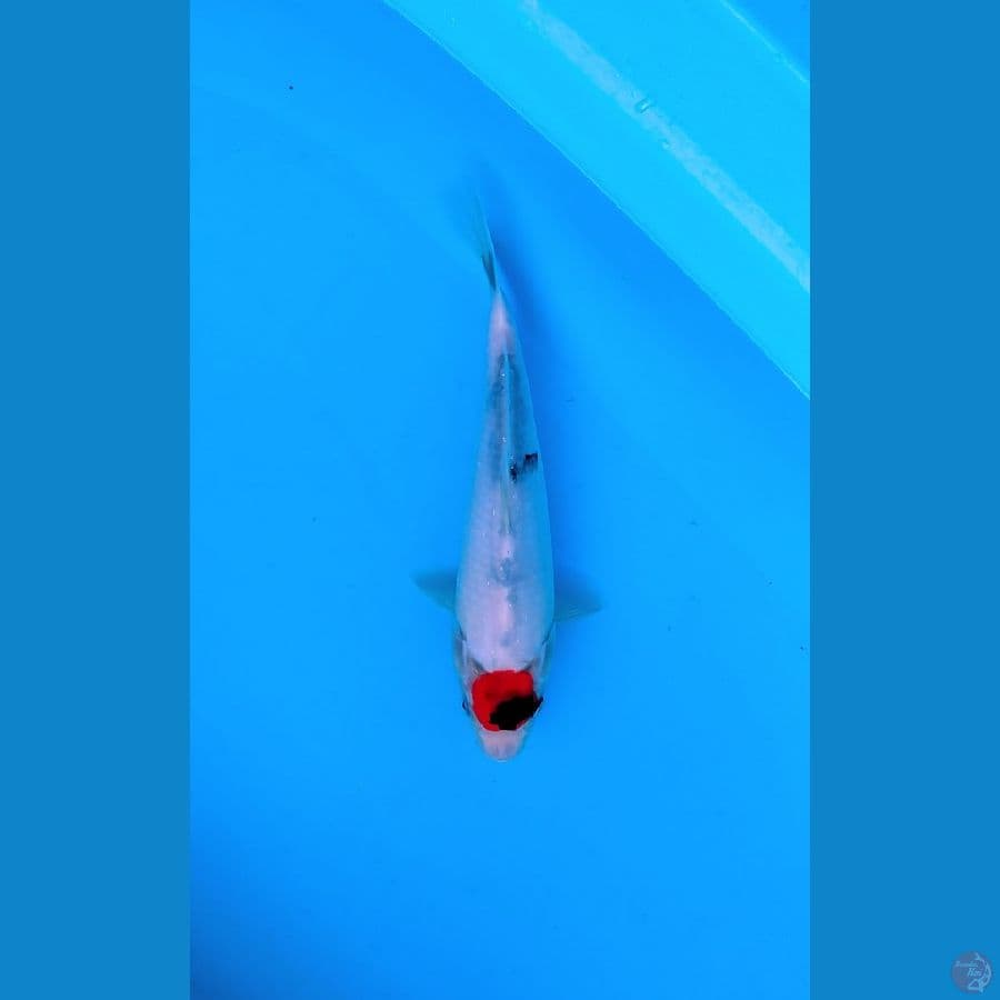 LOKAL KOI SIDOARJO *TANCHO SHOWA 27 CM MALE