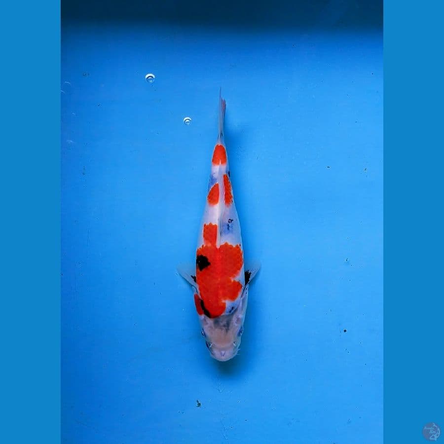 LOKAL KOI SIDOARJO * SHOWA FEMALE 27 CM