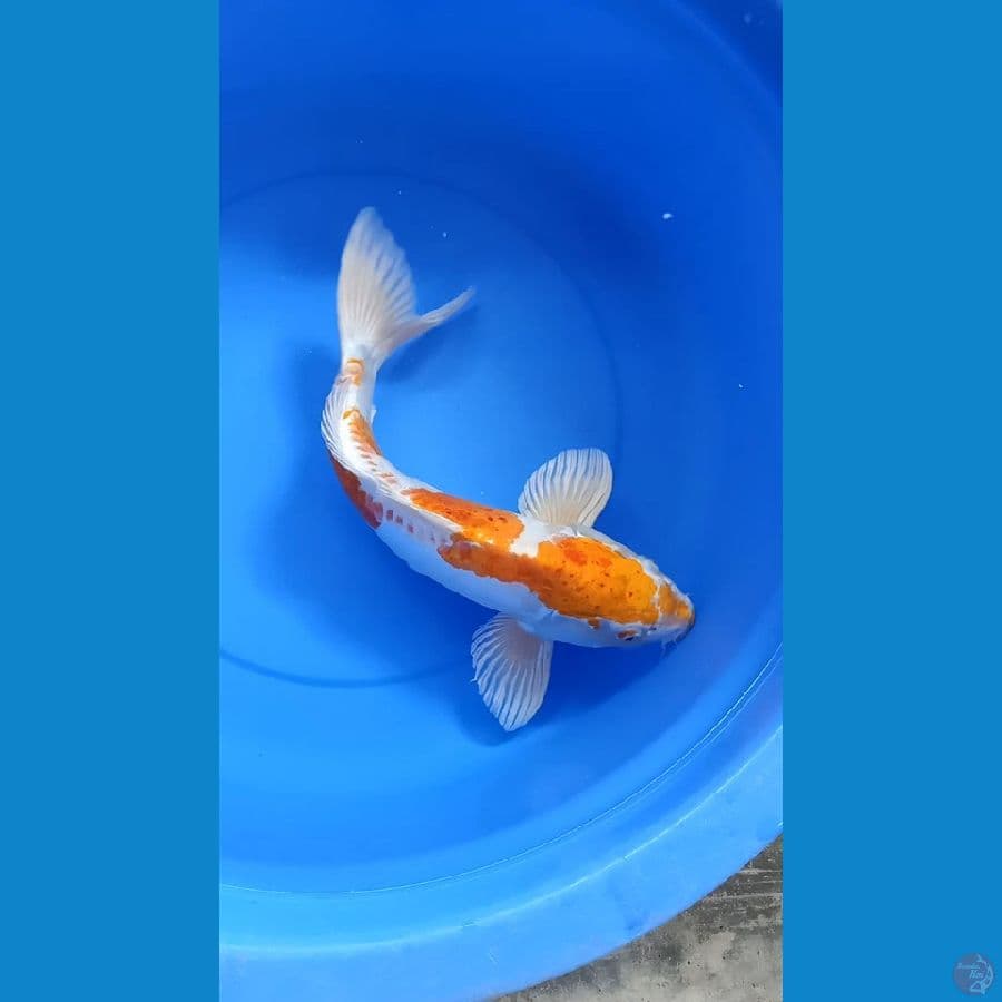 Hariwake 45cm