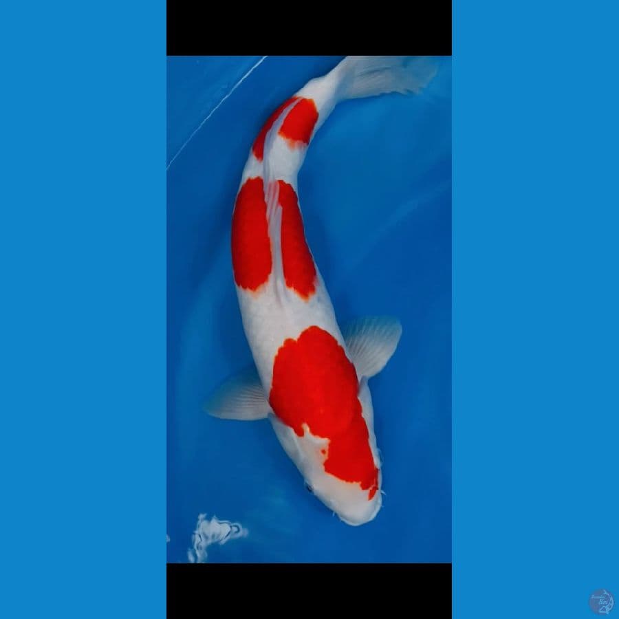 KOHAKU 3 STEP