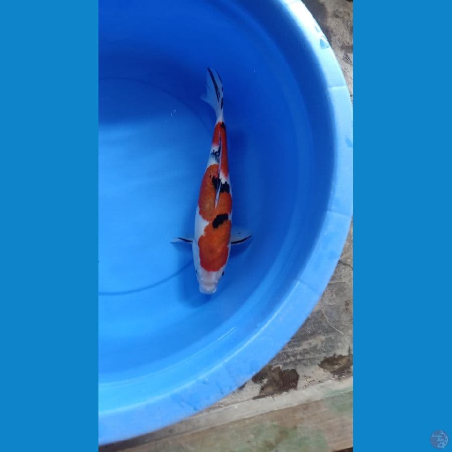 Sanke 39cm