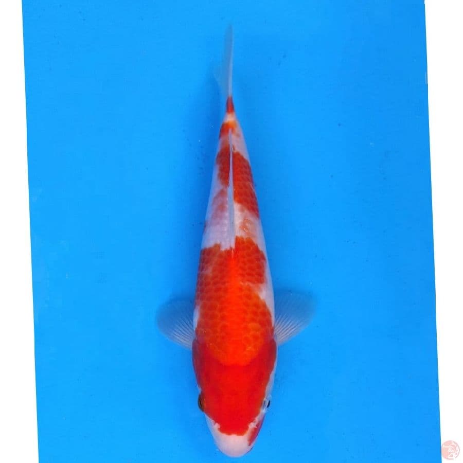 Okawa Kohaku