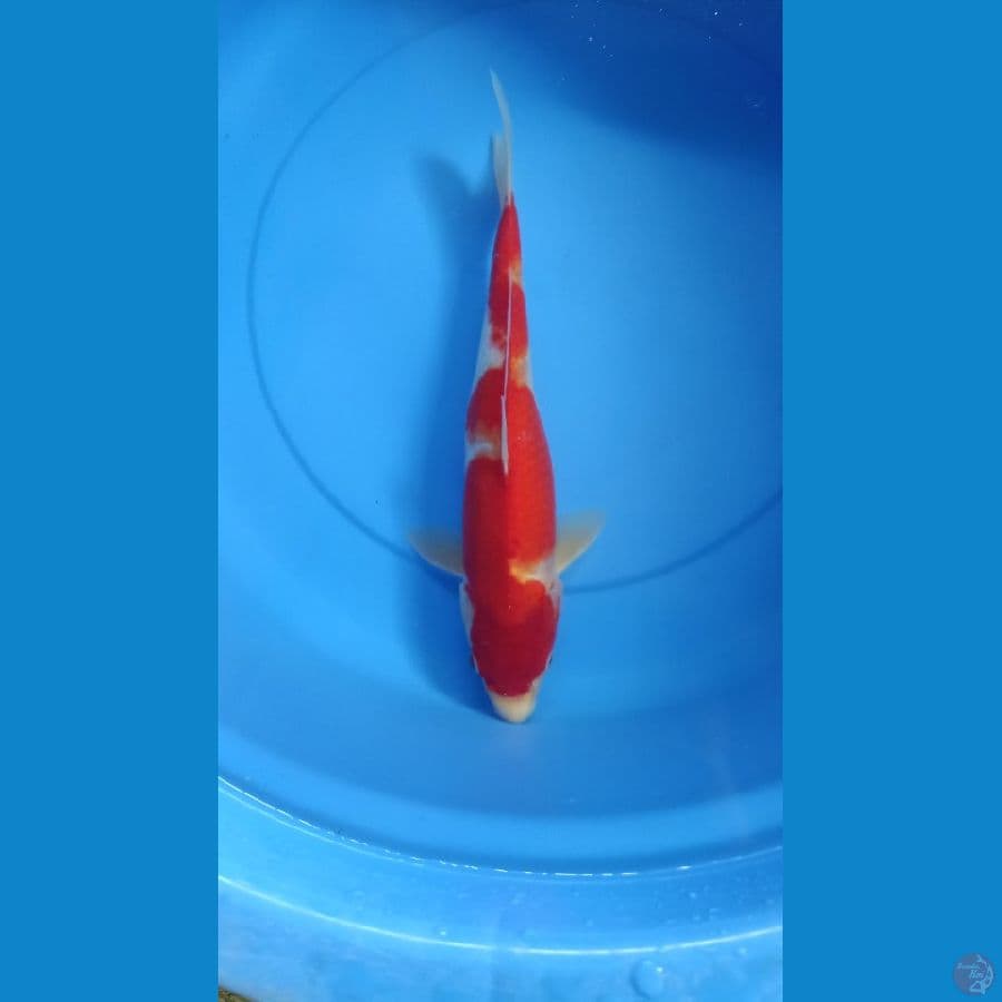 Inazuma 39cm